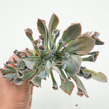 Echeveria Trumpet Pinky Steckling