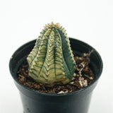 Euhoprbia obesa f. variegata