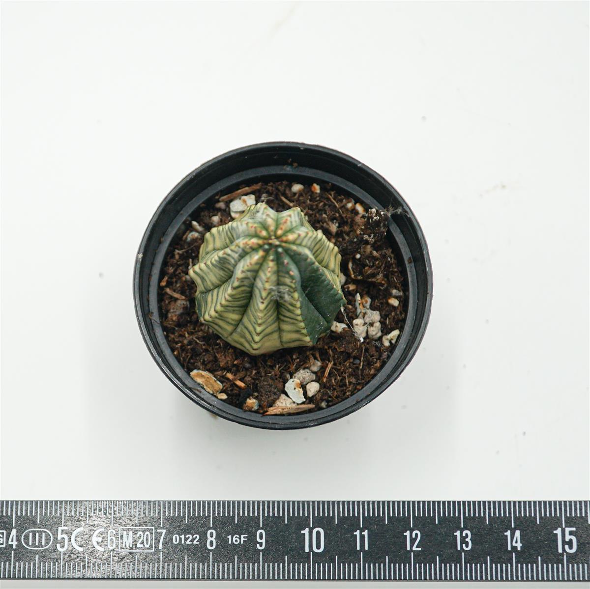 Euhoprbia obesa f. variegata