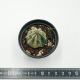 Euhoprbia obesa f. variegata