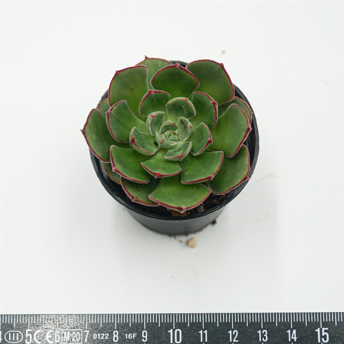 Echeveria Joan Daniel
