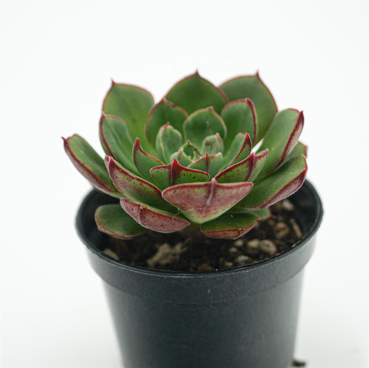 Echeveria Joan Daniel