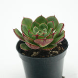 Echeveria Joan Daniel