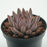 Pachyveria Red Dragonfly