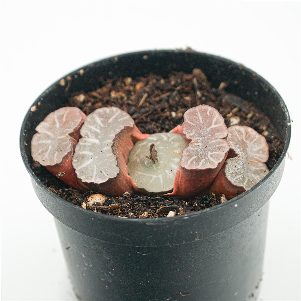 Haworthia Giant Hakua
