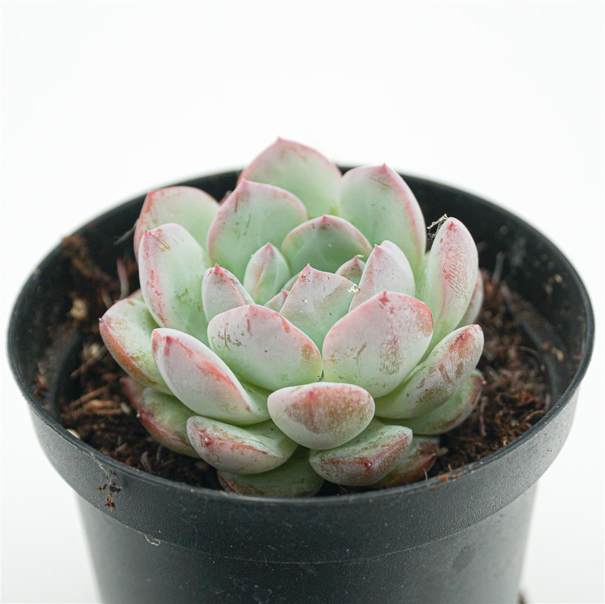 Echeveria Iceland