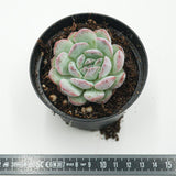 Echeveria Iceland