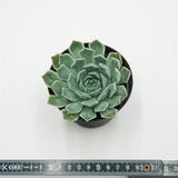 Echeveria hyalina