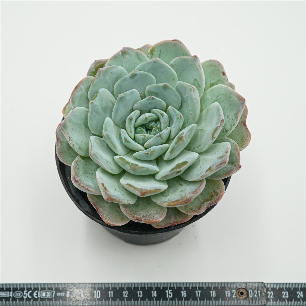 Echeveria Snowyan