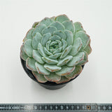 Echeveria Snowyan