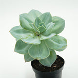 Echeveria Hakuhou