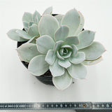 Echeveria Cante Hybrid