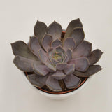 Echeveria Joost - 12cm