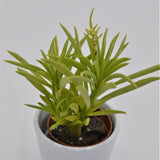 Peperomia ferreyrae - 5,5cm