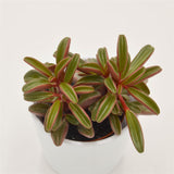 Peperomia graveolens - 8,5cm