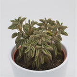 Peperomia asperula - 10,5cm