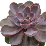 Echeveria Perle von Nürnberg - 12cm