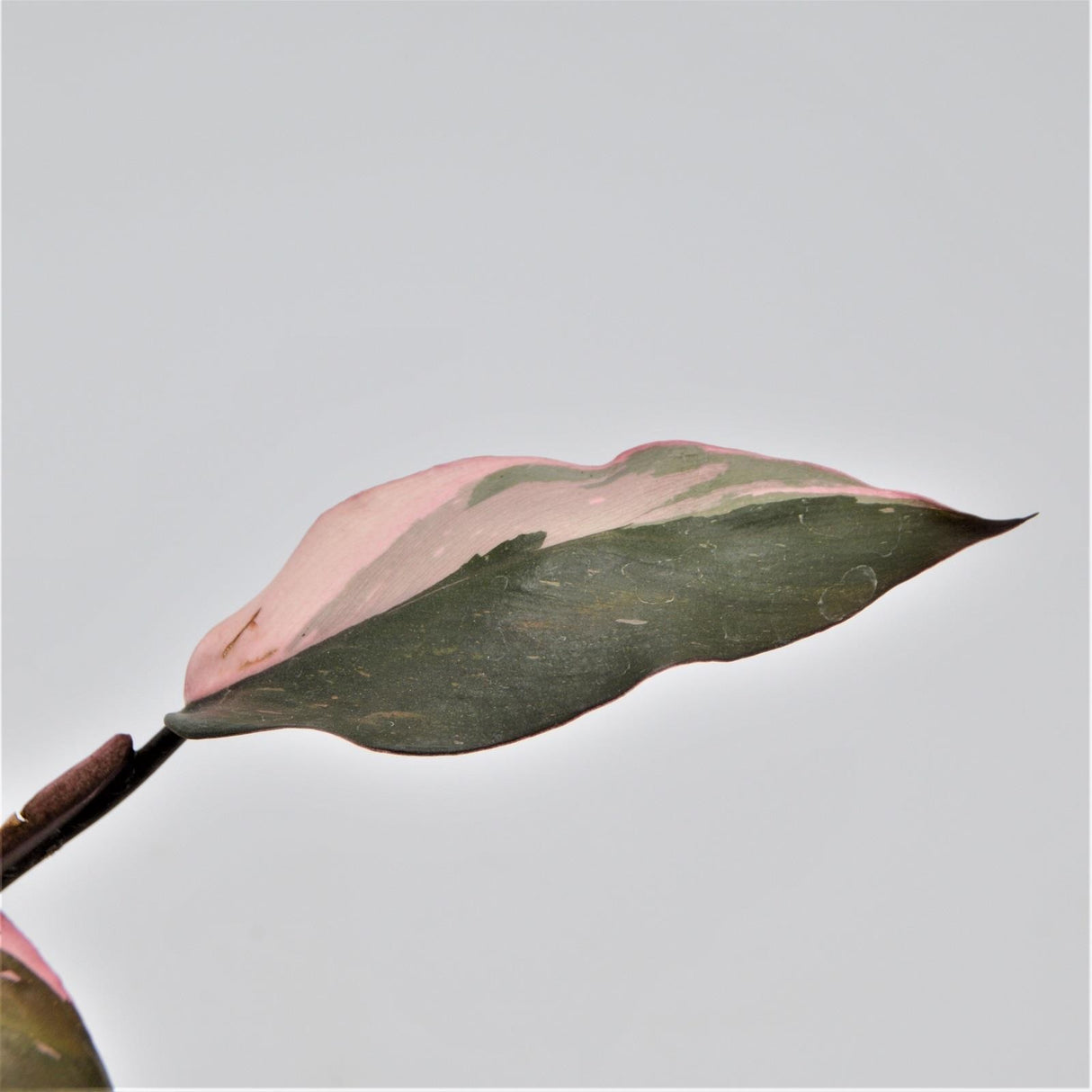 Philodendron Pink Princess - 6cm