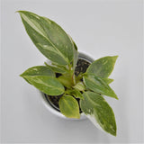 Philodendron White Princess - 6cm
