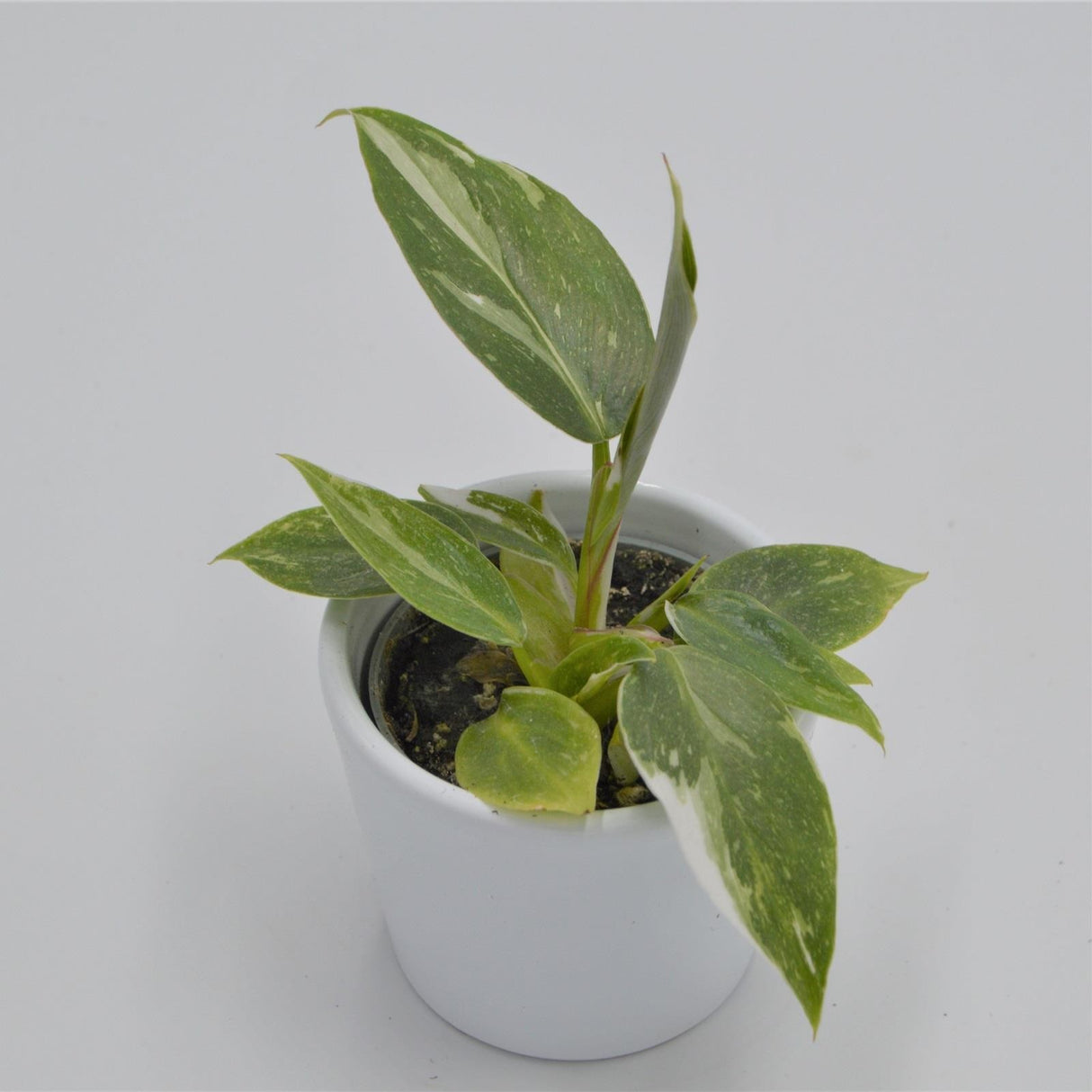 Philodendron White Princess - 6cm