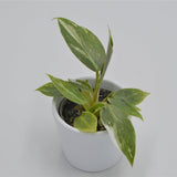 Philodendron White Princess - 6cm