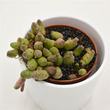 Piaranthus Barrydalensis - 8cm