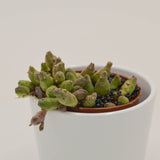 Piaranthus Barrydalensis - 8cm