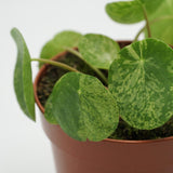 Pilea peperomioides Mojito - 13cm