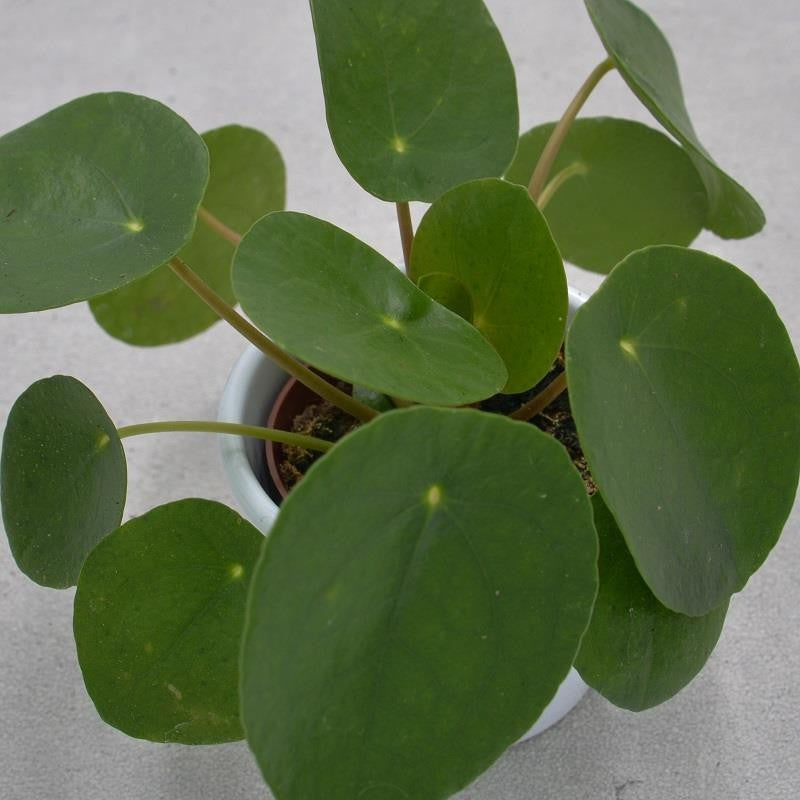 Pilea peperomioides - 6cm