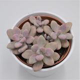 Pachyphytum oviferum Pink Moonstones - 12cm