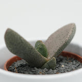 Pleiospilos bolussi - 5,5cm