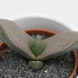 Pleiospilos bolussi - 5,5cm