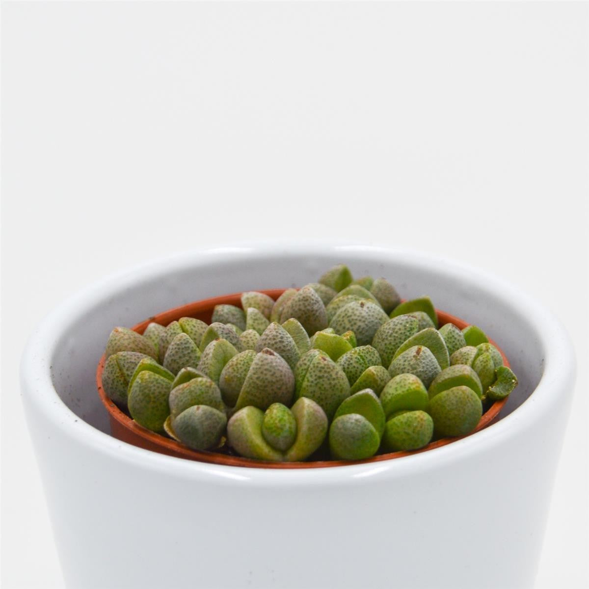 Pleiospilos nelii Mini Ø5,5cm - Jetzt kaufen – PASIORA