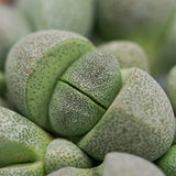 Pleiospilos nelii - 8,5cm