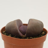 Pleiospilos nelii v. rubra - 8,5cm