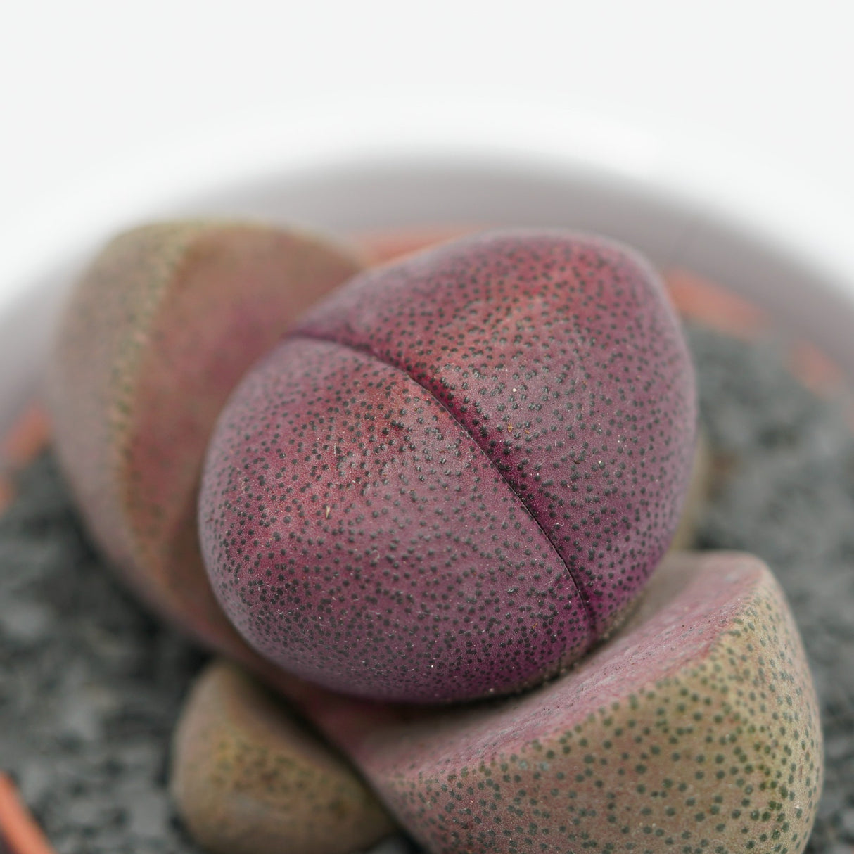 Pleiospilos nelii v. rubra - 5,5cm