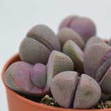 Pleiospilos nelii v. rubra - 8,5cm