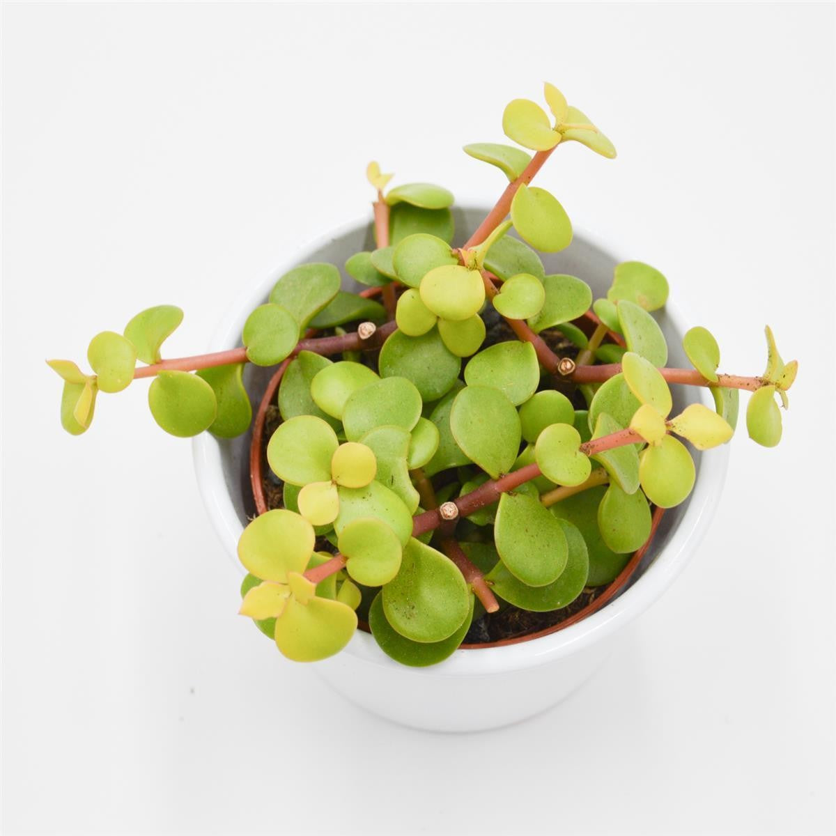 Portulacaria afra Lemon - 8,5cm