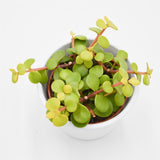 Portulacaria afra Lemon - 8,5cm