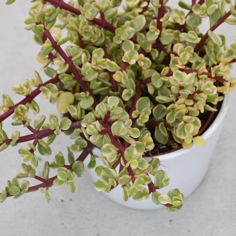 Portulacaria afra Variegata - 12cm