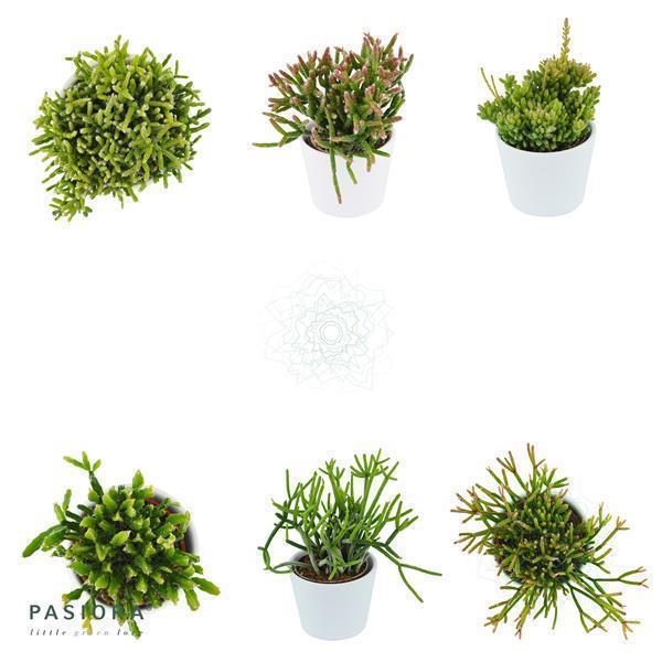 Rausbuddzd Rhipsalis, 3 Stück