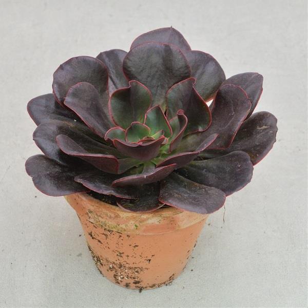 Echeveria Red Prince - 13cm im Tontopf