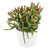 Rhipsalis burchellii - 6cm