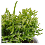 Rhipsalis cereuscula - 6cm