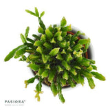 Rhipsalis ewaldiana - 6cm