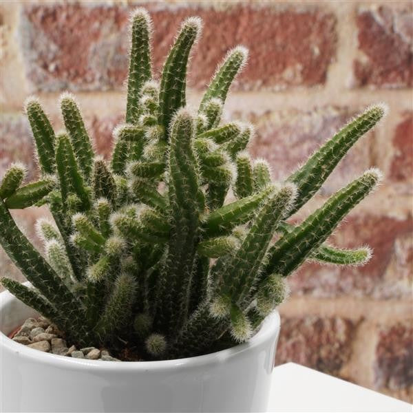 Rhipsalis horrida - 5,5cm