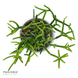 Rhipsalis teres f. heteroclada - 6cm