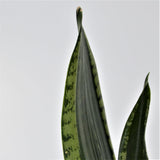 Sansevieria Grey Stripe - 10,5cm