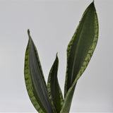 Sansevieria Grey Stripe - 10,5cm
