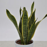 Sansevieria laurentii - 12cm